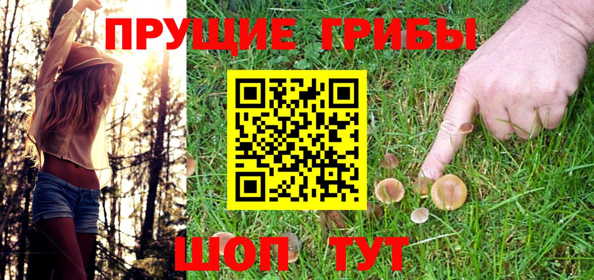 Галлюциногенные грибы Psilocybe Пенза